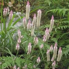 Image result for Satyrium trinerve