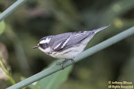 Southern california ventura county, 5 am (1 hour before sunrise). Birds Of Orange County Southern California Includes Bird Photos With Identity Locations Trails And Date Recorded
