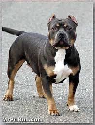 American Bully Dog Black Colour Pin On Pitbull American Staffordshire Terrier
