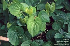 Image result for Dioscorea bulbifera