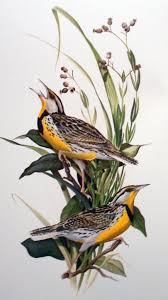 Meadowlarks Animal Illustration Art Bird Artwork Bird Illustration