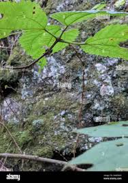 Image result for Boehmeria macrophylla