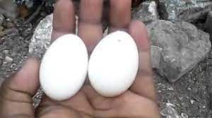 Pergerakan merpati jantan lebih lincah dan agresif sedangkan betina. Tutorial Perbedaan Telur Burung Merpati Jantan Dan Betina Video Tips N Trik