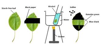 Fotosintesis adalah suatu proses biokimia yang dilakukan tumbuhan, alga, dan beberapa jenis bakteri untuk memproduksi energi terpakai (nutrisi) dengan memanfaatkan energi cahaya. Bukti Bukti Peristiwa Fotosintesis Halaman All Kompas Com