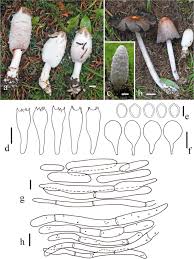 Image result for Cephalocroton mollis