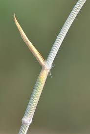 Image result for Centropodia