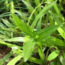 Image result for Axonopus