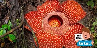 Bunga edelweis memiliki nama ilmiah anaphalis javanica. Bunga Yang Dilindungi Di Indonesia Edelweiss Jawa Anggrek Tebu Tirto Id
