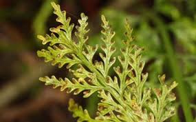 Image result for Asplenium gemmiferum