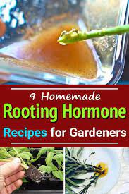 Root growth hormones are essential for a successful plant propagation. Pin On ç­'æ™¶è¨­è¨ˆ