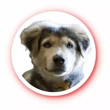 If you have pet allergies…you have been there will be hues in browns and golds, blacks and grays, with all sorts of room for combination and patterns. Golden Retriever Husky Mix Adopt A Dog Denver Goberian Puppies Breed