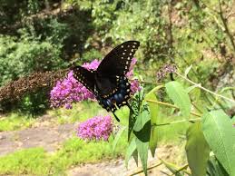 They will add a cheery amount of color to any garden and will. Butterfly House Plans How To Build A Butterfly House Feltmagnet