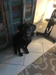 We offer healthy and adorable puppies. Labrador Retriever Puppies For Sale Orlando Fl 311091