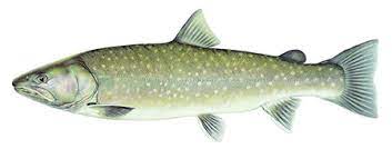 Bull Trout Fish N Bc