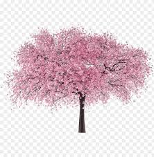 Which is the best sakura background for desktop? Japan Tree Sakura Cherry Blossom Tree Png Image With Transparent Background Toppng