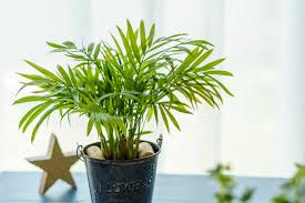 暑さに強い観葉植物をまとめて紹介！夏に育てるときのポイントは？ - For your LIFE