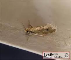 Ungeziefer Identifizieren Mit Schadlingskartei Lexikon Der Schadlinge