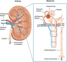 Check spelling or type a new query. Nephrotic Syndrome In Adults Niddk