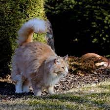 Why Do Male Cats Spray