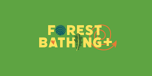 3 hour Forest Bathing + on Ashdown Forest