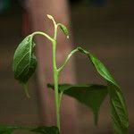 Image result for Lindackeria