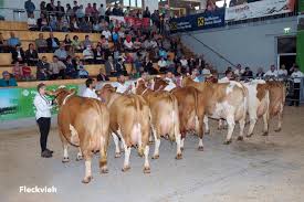 Pin By Josemar Vieira On Cows Breeds Dairy Breeds Cattle