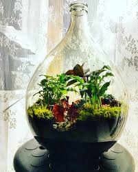 terrarium 15 liter beautiful terrariums terrarium plants in bottles