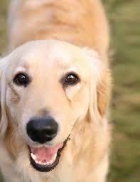 Shodair Children's Hospital