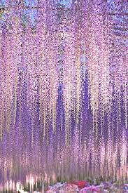 Over the past few years, purple ombre hair has become an amazing way to be creative with your hair color, show your whimsical side, and make a big change that will get you noticed. Wisteria Wisteria Planting Flowers Beautiful Gardens