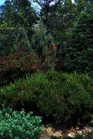 Image result for Pycnobotrya