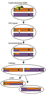 Bioflix Activity Mitosis Events Of Mitosis Answers Mapping Traits To Genes With Crispr The Scientist Magazine
