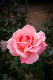 Image result for Rosa