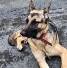 Maybe you would like to learn more about one of these? 5 Best German Shepherd Rescues In Virginia 2021 We Love Doodles