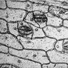 We did not find results for: Robert Brown S Microscope And The Plant Cell Brown First Observed The Download Scientific Diagram