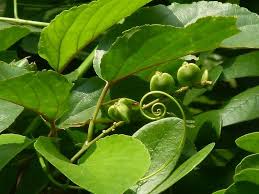 Image result for Gouania