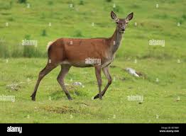 Image result for Cervus elaphus female