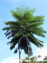 Image result for Schizolobium parahyba