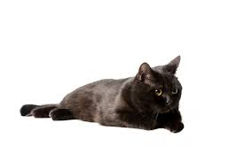 Foto E Imagen De Stock Sin Royalties De Estudio Disparo De Negro Britanico Taquigrafia Gato