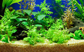 Planted tanks are less work to maintain than conventional aquariums, but they require proper planning. Can You Use Sand Substrate In A Planted Tank Aquariumnexus