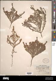 Image result for Cressa cretica