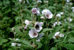 The ancient greeks were the first to write about the medicinal properties of the herb, which has been used to treat wounds, reduce inflammation, cure toothaches and soothe sore throats by many cultures throughout history. Althaea Officinalis Marsh Mallow Common Marshmallow Pfaf Plant Database