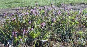 Sep 02, 2019 · henbit: Emi Texas Row Crops Newsletter