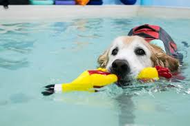 Vanillapup Chat with Canine Wellness and Rehab Centre Founder