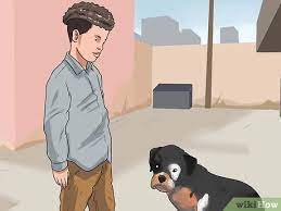 Maybe you would like to learn more about one of these? How To Approach A Stray Dog 11 Steps With Pictures Wikihow Pet