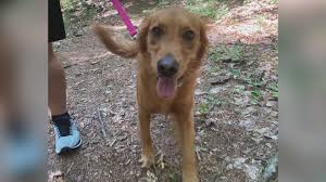 Lucy The Dog Is Back Home After A Scary Encounter With A Bear In Simsbury Fox61 Com