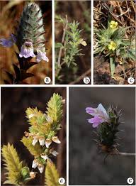 Image result for Lepidagathis scariosa