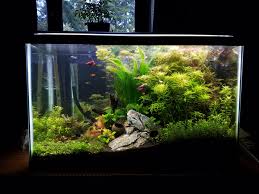 29 Gallon Betta Sorority Plantedtank