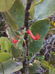 Image result for Kalanchoe rotundifolia