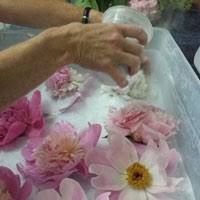 Dry Flowers Using Silica Gel Agm Containers Controls