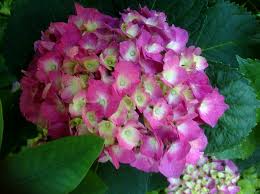 Kết quả hình ảnh cho cẩm tú cầu nhiều màu